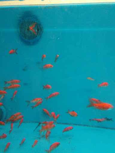 Pet Supply Store «PetSmart», reviews and photos, 2500 Posner Blvd, Davenport, FL 33837, USA