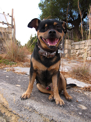 Γεώργιος Πιπεράκης - Κτηνίατρος