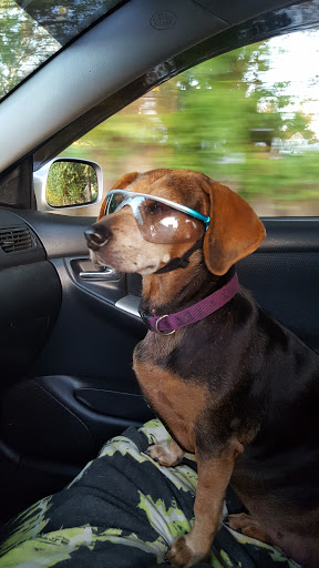 Pet Supply Store «Petagogy», reviews and photos, 5880 Ellsworth Ave, Pittsburgh, PA 15232, USA