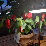 Photo n°2 de l'avis de Tina.s fait le 16/08/2022 à 10:39 sur le  Sacco e Farina - Riccione à Riccione