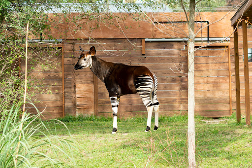 Zoo «Potawatomi Zoo», reviews and photos, 500 S Greenlawn Ave, South Bend, IN 46615, USA