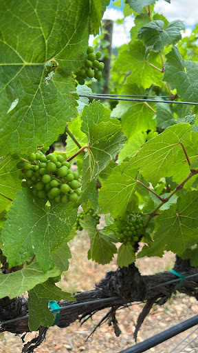 Winery «Goldeneye Winery», reviews and photos, 9200 CA-128, Philo, CA 95466, USA