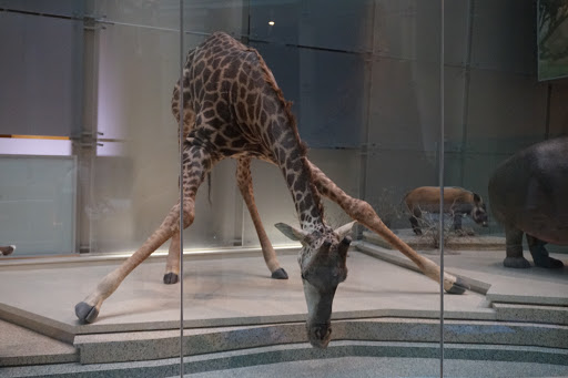 Movie Theater «Samuel C. Johnson IMAX Theater», reviews and photos, 10th Street & Constitution Avenue Northwest, Washington, DC 20002, USA