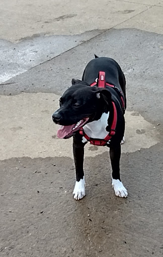 Dog Park «MacArthur Dog Park», reviews and photos, 601 E 9th St, Little Rock, AR 72202, USA