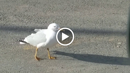 Department Store «Walmart Supercenter», reviews and photos, 2750 Prospect Ave, Helena, MT 59601, USA