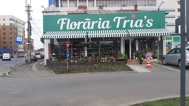 Floraria Tria's Bucurestii Noi