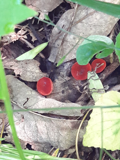 Nature Preserve «Engelmann Woods Natural Area», reviews and photos, 2360 Hwy D, Boles Township, MO 63304, USA