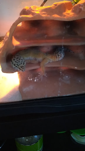 Pet Supply Store «PetSmart», reviews and photos, 12483 Limonite Ave, Mira Loma, CA 91752, USA