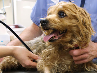 SAVES - Small Animal Veterinary Emergency & Specialty