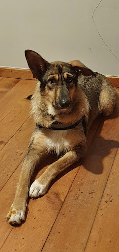 Centro Clínico Veterinario Navía en Navia