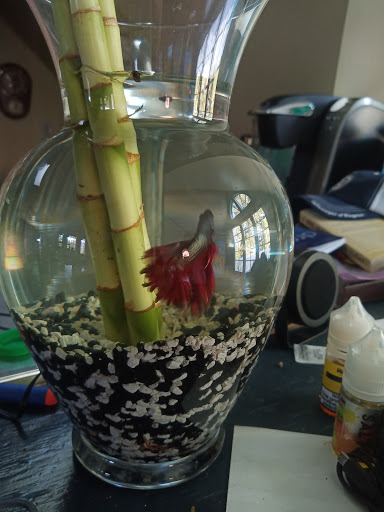 Gift Shop «Asia Gifts & Aquarium», reviews and photos, 763 S 38th St, Tacoma, WA 98418, USA