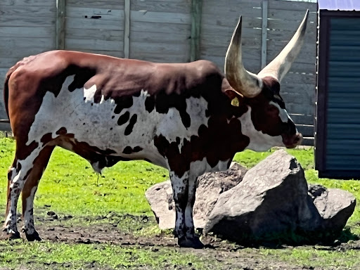 Zoo «Hemker Park & Zoo», reviews and photos, 26715 County Road 39, Freeport, MN 56331, USA