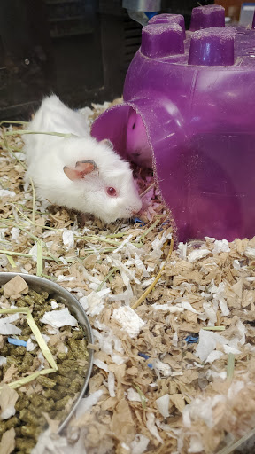 Pet Supply Store «PetSmart», reviews and photos, 533 S Tracy St, Wichita, KS 67209, USA