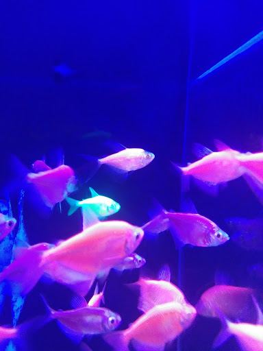 Pet Supply Store «Petco Animal Supplies», reviews and photos, 6720 Fox Centre Pkwy, Gloucester Courthouse, VA 23061, USA