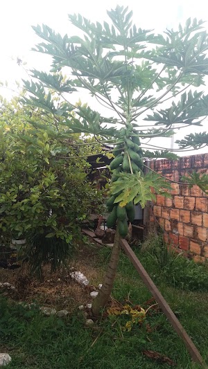 Párque brisas del ariari - photo 1