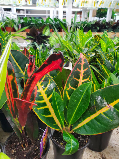 Florist «Metropolitan Plant & Flower», reviews and photos, 840 NJ-17, Paramus, NJ 07652, USA