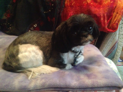 Pet Supply Store «Petco Animal Supplies», reviews and photos, 2805 E 29th Ave, Spokane, WA 99223, USA