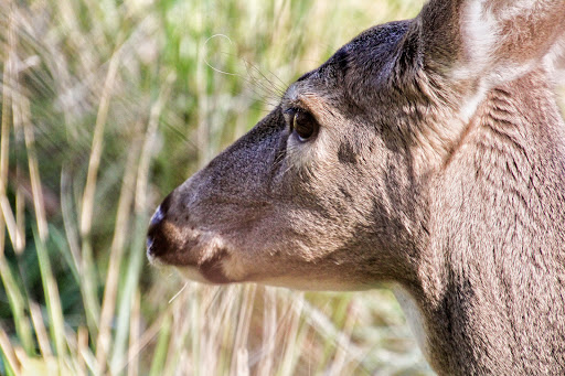 Zoo «Lords Park Zoo», reviews and photos, 325 Hiawatha Dr, Elgin, IL 60120, USA