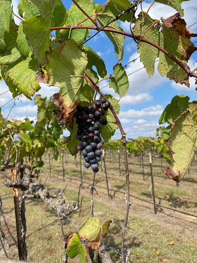 Winery «Texas SouthWind Vineyard & Winery, LLC», reviews and photos, 16375 US-183, Refugio, TX 78377, USA