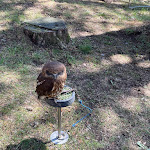 Photo n° 11 de l'avis de Rémi.E fait le 26/08/2022 à 09:08 pour Les Loups du Gévaudan à Saint-Léger-de-Peyre