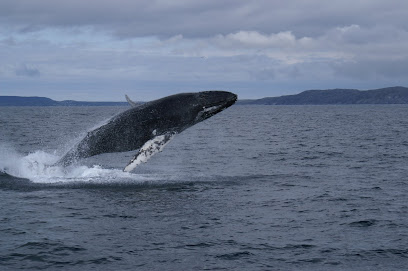 Northland Discovery Iceberg & Whale Tours
