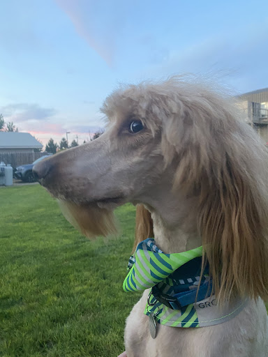 Pet Supply Store «PetSmart», reviews and photos, 16925 N Marketplace Blvd, Nampa, ID 83687, USA