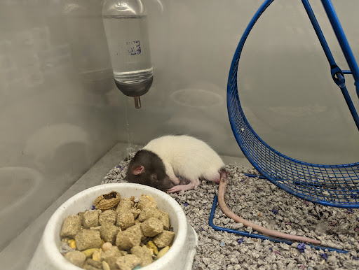 Pet Store «Just Pets», reviews and photos, 393 NY-5, Irving, NY 14081, USA