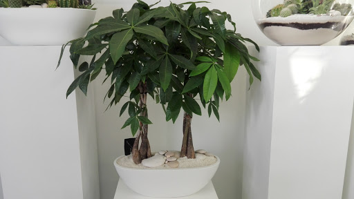 Interior Plant Service «Plant The Future, Inc.», reviews and photos, 2511 NW 2nd Ave, Miami, FL 33127, USA