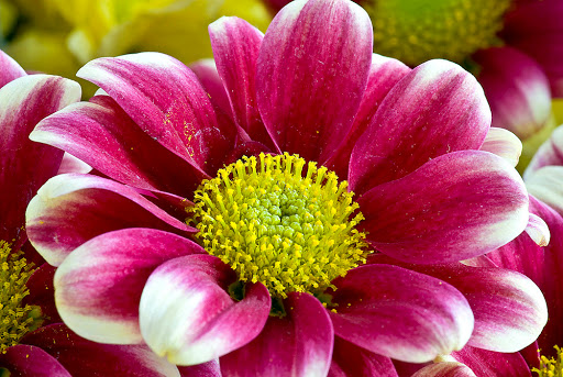 Florist «Lexis Florist», reviews and photos, 6102 Skyline Dr a, Houston, TX 77057, USA