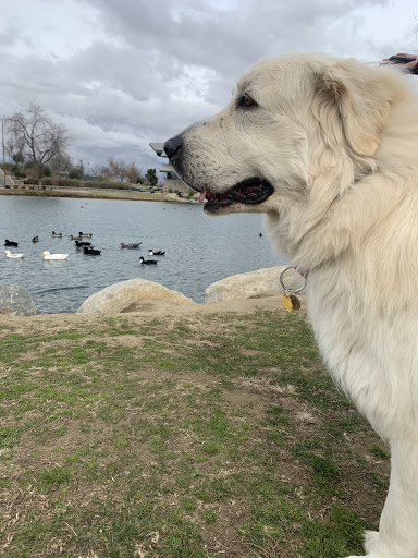 Great Pyrenees Association-Southern