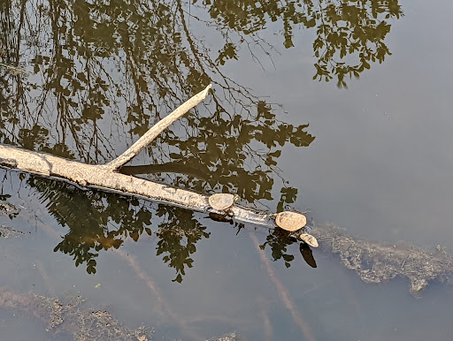 State Park «Panola Mountain State Park», reviews and photos, 2620 GA-155 N, Stockbridge, GA 30281, USA