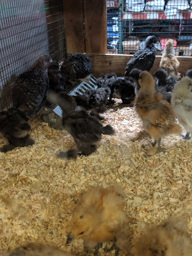 Pet Supply Store «Western Feed & Pet Supply», reviews and photos, 5935 Don Way, Carmichael, CA 95608, USA