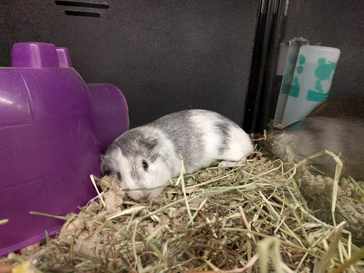 Pet Supply Store «PetSmart», reviews and photos, 1954 Santa Rosa Ave, Santa Rosa, CA 95407, USA