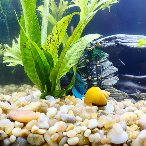 Tropical Fish Store «Tropi-Quatics Pet Center», reviews and photos, 337 S Main St, Lombard, IL 60148, USA