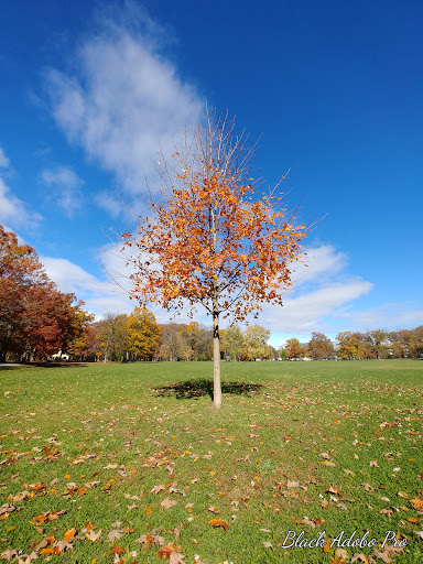 Nature Preserve «Harms Woods», reviews and photos, Harms Rd, Glenview, IL 60025, USA