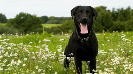 HundeGodbid & Hundetræning