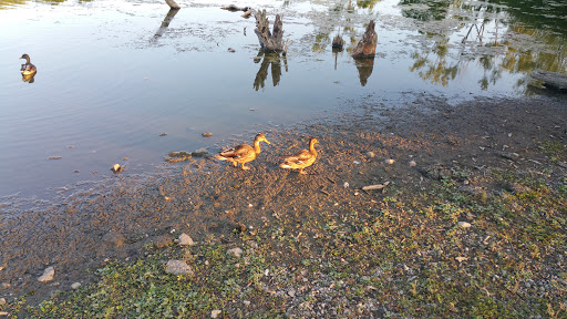 Private Golf Course «East Aurora Country Club», reviews and photos, 300 Girdle Rd, East Aurora, NY 14052, USA