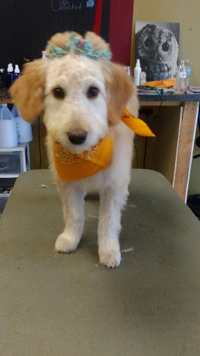 Best Little Groom Shop