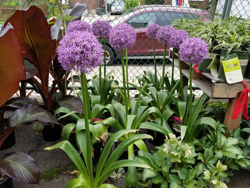 Garden Center «Westminster Nursery & Florist», reviews and photos, 30 Westminster Rd, West Hempstead, NY 11552, USA