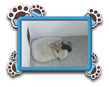 Pet Store «AA Ridgewood Kennels II», reviews and photos, 5401 Lincoln Hwy, Gap, PA 17527, USA