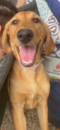 Wooflands Pet Sitting - Photo 7 - Car repair in , The Woodlands