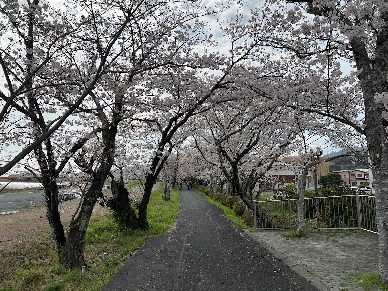都田川堤防の桜並木