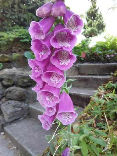 Park «Wallace City Park», reviews and photos, 1600 NW 25th Ave, Portland, OR 97210, USA