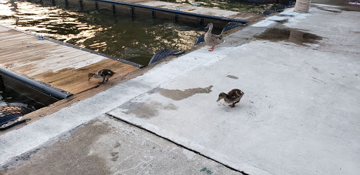 Marine Supply Store «Main Lake Market», reviews and photos, 234 S New Jersey Ave, Lake Hopatcong, NJ 07849, USA