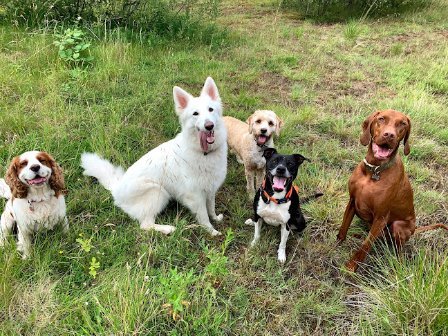Reviews of Knine Camp Dog Walking in Stoke-on-Trent - Dog trainer