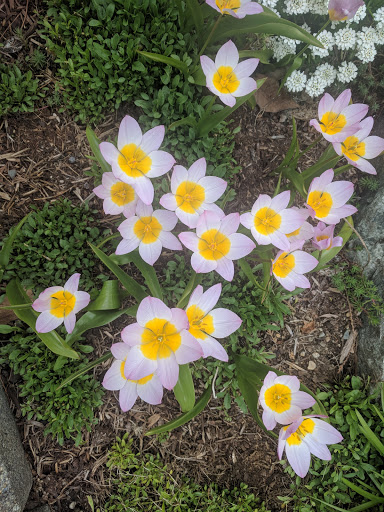 Shopping Mall «Bridle Trails Shopping Center», reviews and photos, 6501-6625 132nd Ave NE, Kirkland, WA 98033, USA