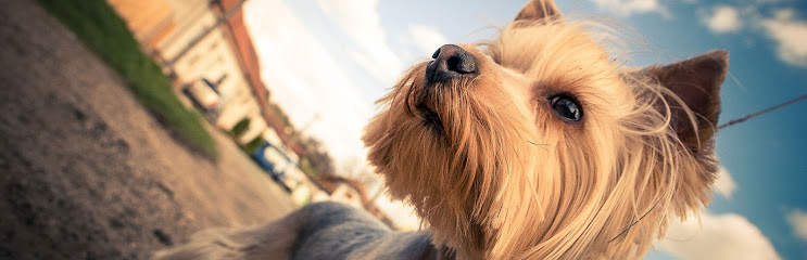 Hundehütte - Ihr Hundefriseur in Villach