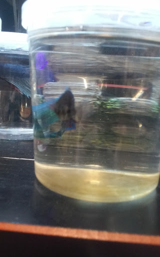 Pet Store «The Pet Works», reviews and photos, 1257 Commerce Ave, Longview, WA 98632, USA