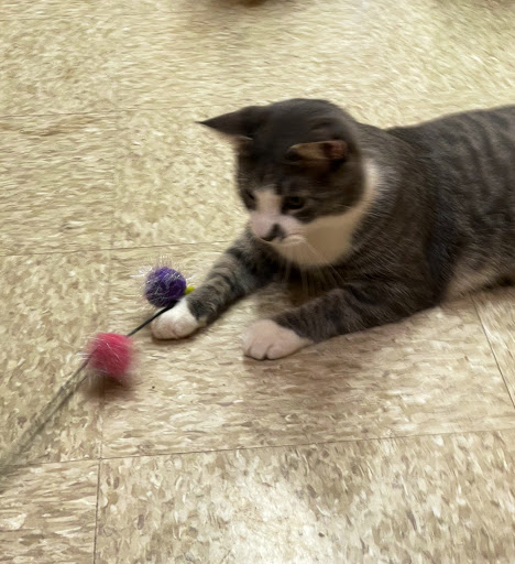 Pet Supply Store «PetSmart», reviews and photos, 3111 111th St, Naperville, IL 60564, USA