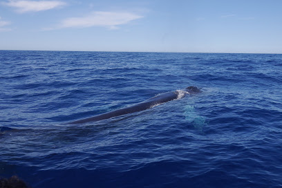 Organisateur d'excursions d'observation des baleines